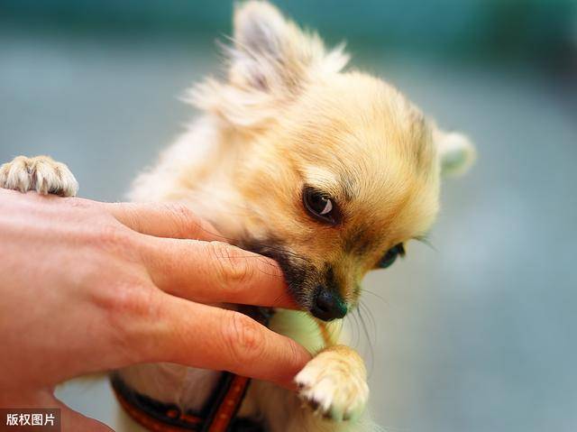 有什么方法可以快速解决狗狗晕车 8655d08acfdb4a4a90f4e60fdb7b294f.jpeg