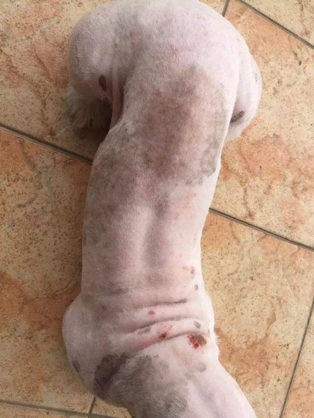 夏天给狗狗剃毛降温有用吗