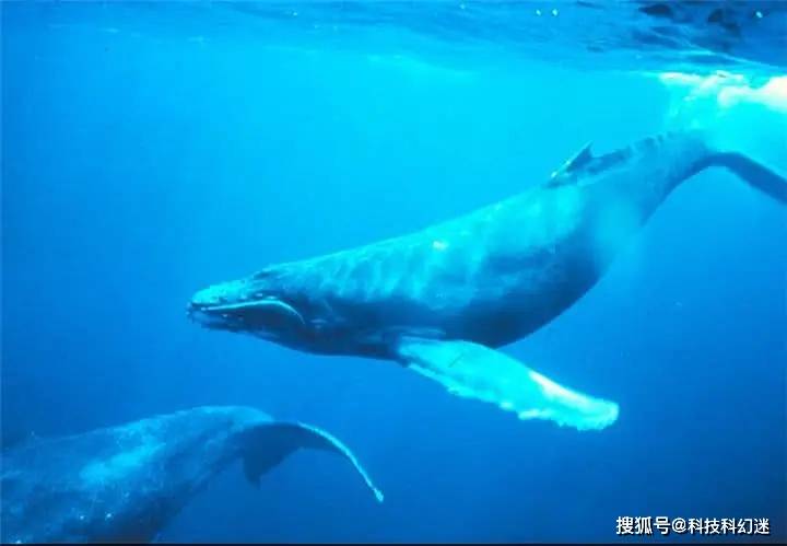 蓝鲸有多少数量 b6cbd3c437bb4baba07011a211eb31fa.jpeg