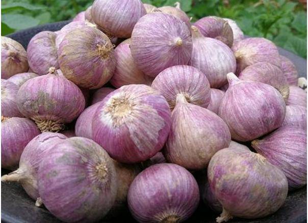 现在可以种大蒜头了吗 c6fd5552cb78464c89f54d2da31a1acc.jpeg