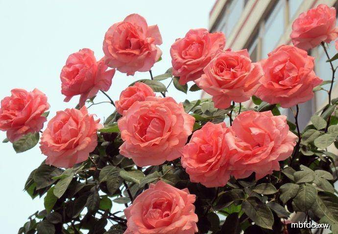 月季花怎么浇水才好呢 ed940313215540bfb190b10759da9a80.jpeg