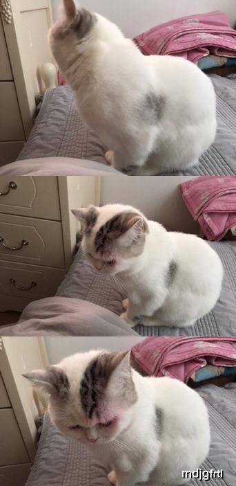 猫自己在家会不会想主人 bc26c4630f41490a8af4dca63b9aa720.jpeg