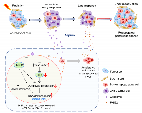 什么是外泌体技术 cfda7d18898b4a2682c066835b2277de.png