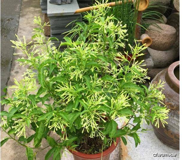 驱蚊用什么植物 ed30d6ca279740be8db343141e746382.jpeg