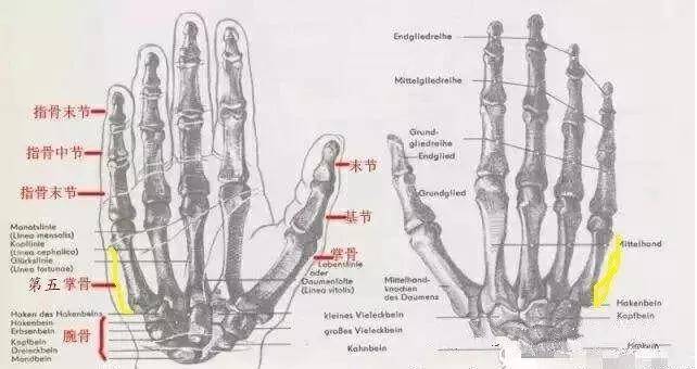 附图黄色区域就是第五掌骨尺侧位置.
