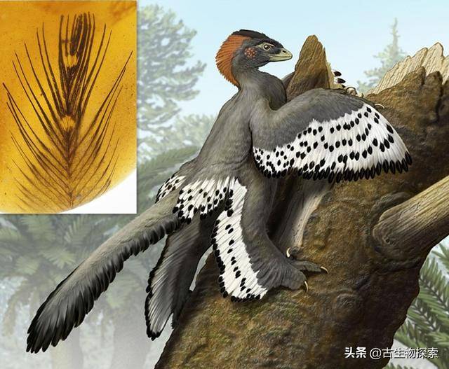 最近有一批科學家在緬甸琥珀裡挖掘到了大量恐龍羽毛，羽毛形狀保存良好 娛樂 第1張