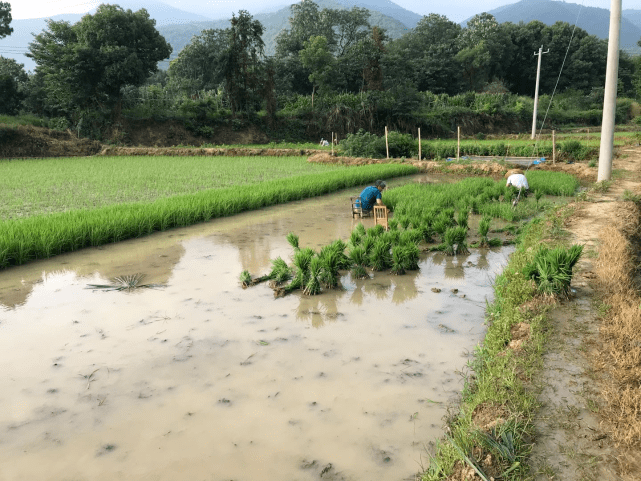 阳新县多少人口_信阳新县图片(2)