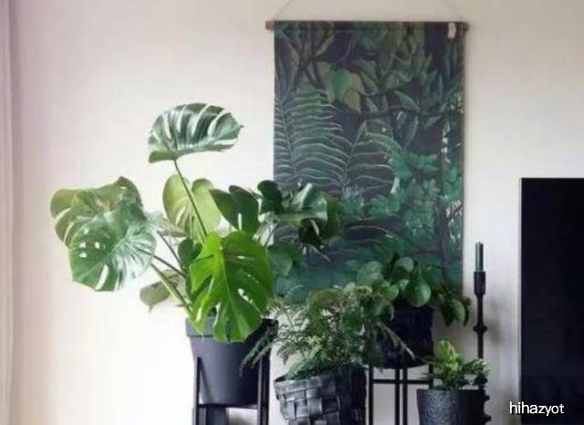 龟背竹怎么养护与浇水方法 b2d9aa4ecd5f48659a0e8fc25b75546e.jpeg