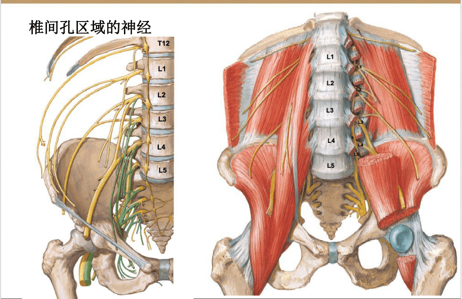 【收藏版】椎间孔镜技术脊柱应用解剖图表