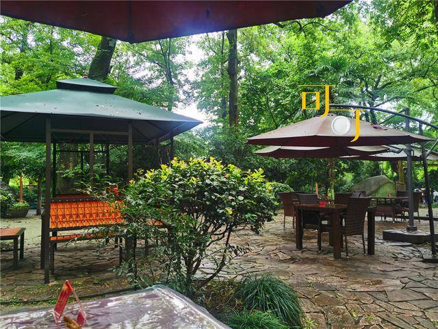 杭州喝龙井茶的好去处，午餐吃顿农家乐，3个菜2杯茶232元有点贵