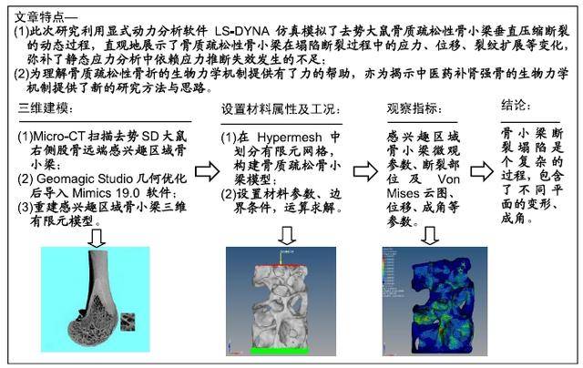 去势大鼠骨质疏松性骨小梁的压缩断裂仿真