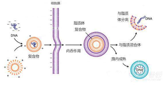 质粒转染的原理和步骤_细胞转染的原理 操作步骤以及小技巧 第二讲