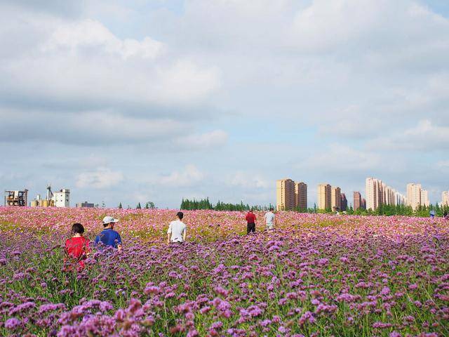 上海40个足球场大的花海,向日葵怒放,马鞭草和格桑花也正当时_奉贤