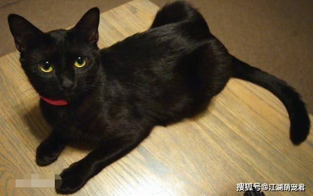 黑猫为什么少人养?除了不吉利,还有这5大原因