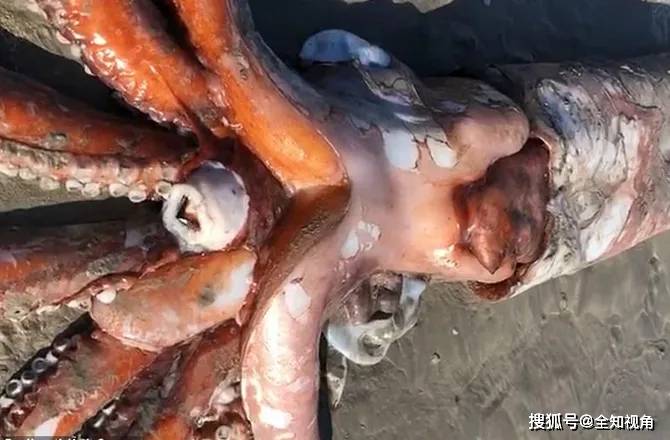 南非海岸突现神秘巨型海怪尸体,体长4米,重200公斤,死因不明!