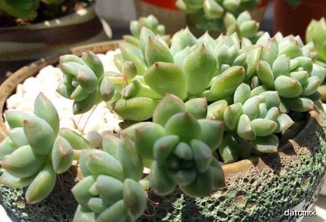 多肉植物怎样浇水在夏天 8c80e16ee5b549bf835e1fda87fa2021.jpeg