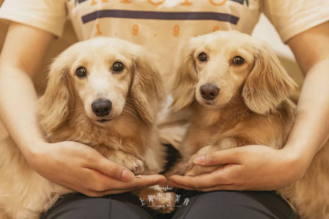 帅气的狗脸,加上一双炯炯有神的眼睛,可真是吸睛十足! 长毛腊肠犬