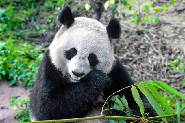 佛坪熊猫谷如果是夏日避暑,那首选肯定也是这里,黄柏源是"天然空调"