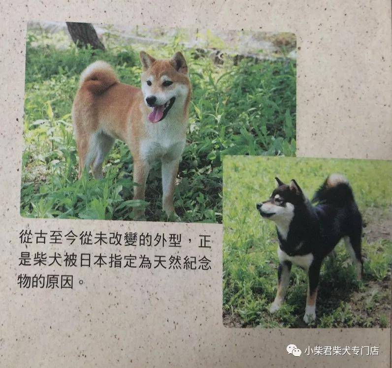 血統(tǒng)|為什么柴犬是日本天然紀(jì)念物