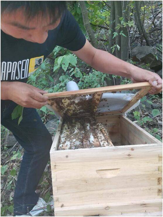 探寻中华蜂养殖的新生态