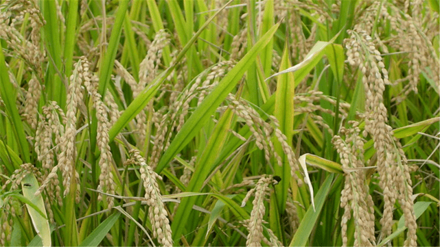 中国为什么进口大量的粮食 08b02d3301bb41f1881199cd83ad981c.png