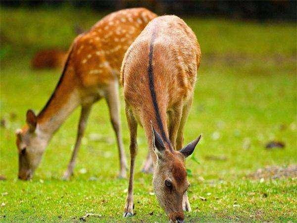 企足而待打一生肖动物，最新解释