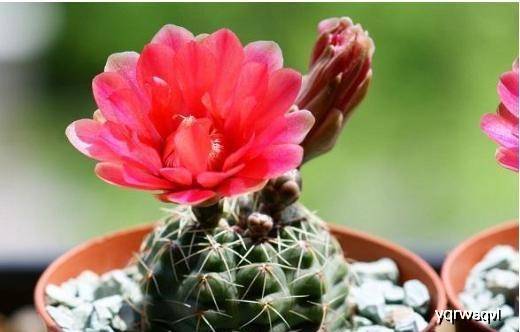 怎么养花不死花 b5535389e0c145abaa1d560778c6ccf8.jpeg