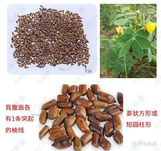 2,决明子:豆科植物决明或小决明的干燥成熟种子.