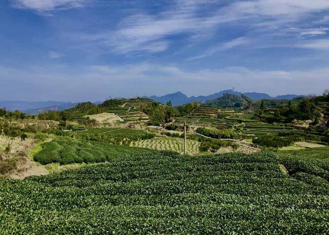 福鼎白茶四大产区:太姥山,磻溪镇,管阳镇和点头镇 揭开福鼎世代茶人的