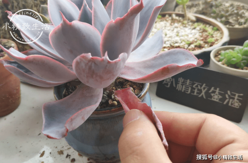 多肉如何安全过夏天 2ce8b4ee96594a4091083d4a03ecb000.png