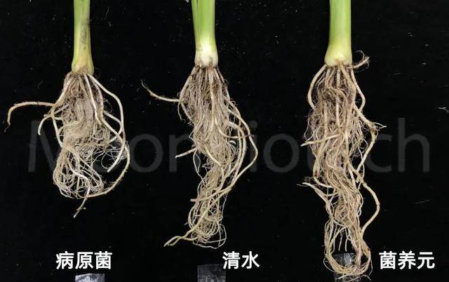 原创人见人爱的香蕉，可能要灭绝了？