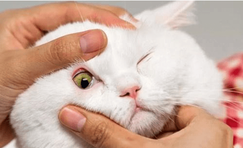 猫咪眼屎黄粘稠用什么眼药水_眼睛