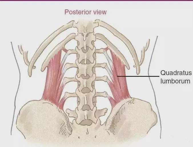 只有4%的腰痛是椎间盘问题,而一侧腰痛多数是腰方肌损伤