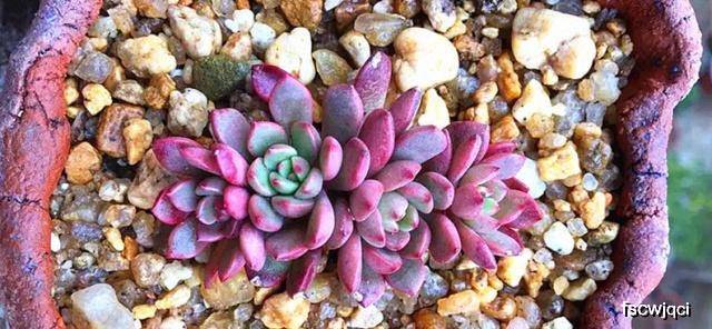 多肉植物怎么养活新手视频 40411ced7e434d61b5e80524fd9d2cf1.jpeg