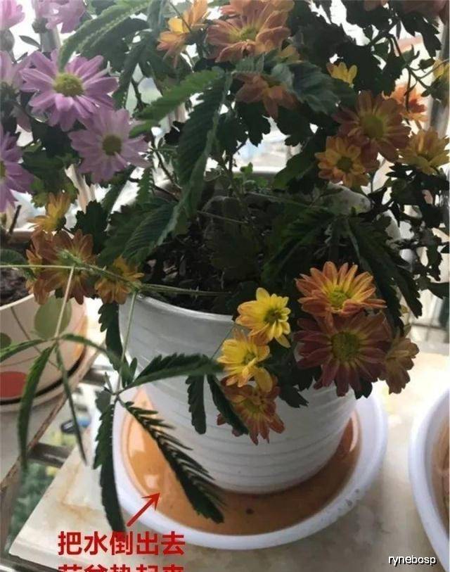 怎么养花才是正确的 905bfa932ef74e4fbf28a94eb5268c0b.jpeg