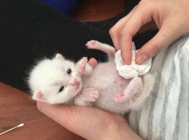 出生小猫多久会吃奶 4191eef2bdc4417486e6a2332bd0d95f.jpeg