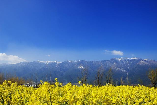 旅居·大理|说大理四绝之上关花