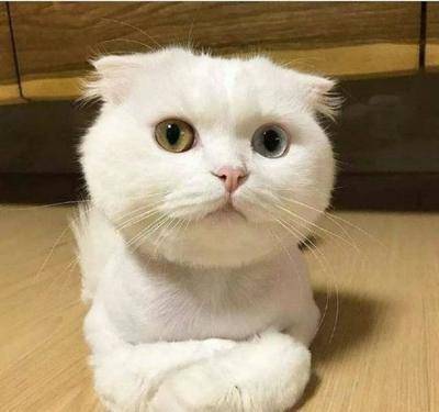 猫咪为什么喜欢揣手手,其实是个习惯,大猫也会这样哦