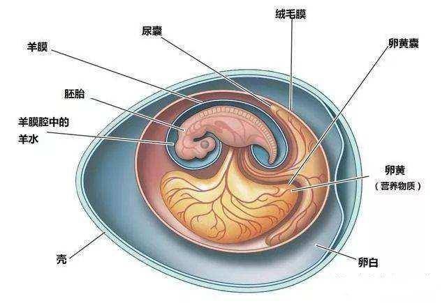 羊膜卵的结构示意图