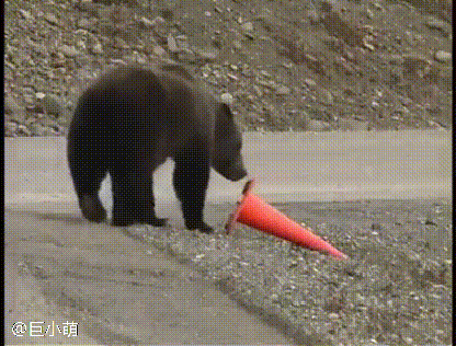 原创过路黑熊学雷锋做好事坚持帮人类扶正路障完事后继续赶路