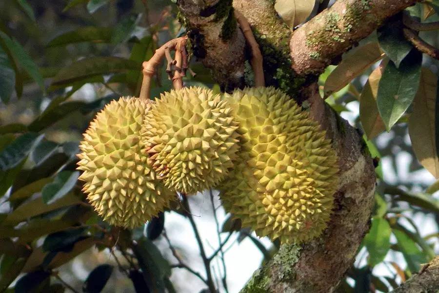 榴莲树苗 榴莲树苗价格 榴莲种植方法