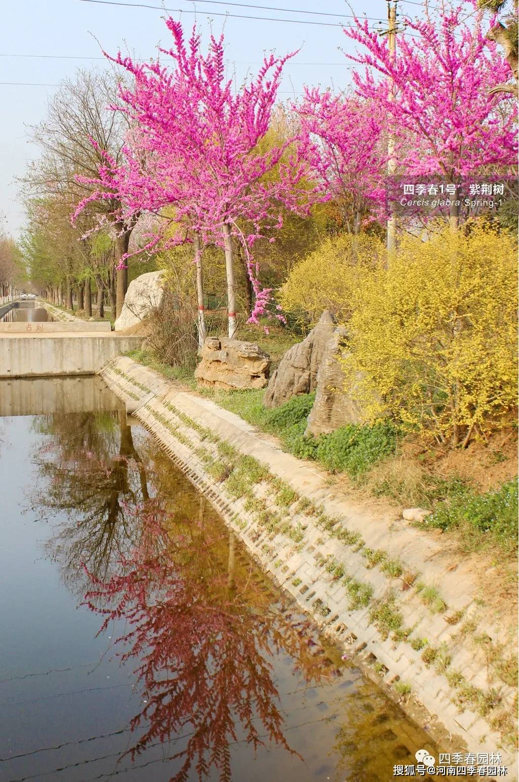 美景美图欣赏—当'四季春1号'遇到水面倒影