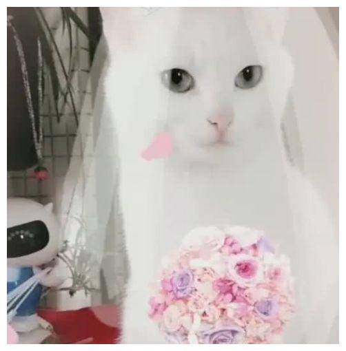 猫咪婚纱照_可爱猫咪头像(2)