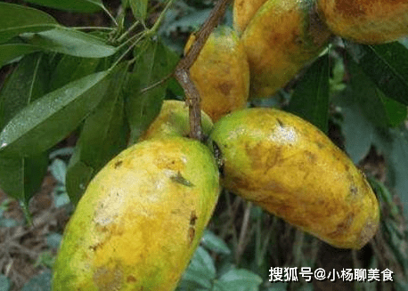 牛卵坨又称麻藤果子,牛卵坨,为木通科野木瓜属的植物.