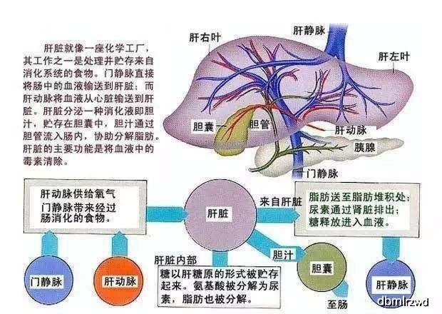 肝功gdp_肝功化验单