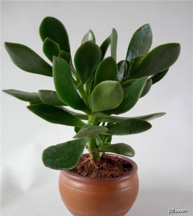 多肉叶插多久能发芽长出 5c79d47fbabd46b581c5aa5afa4d256a.jpeg