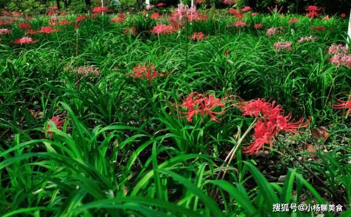 石蒜野生于阴湿山坡和溪沟边.分布于中国多地,日本也有.