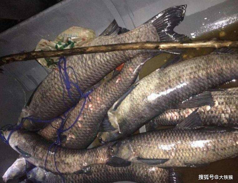 怪不得你钓不到青鱼,教你新钓法,爆护不是偶然