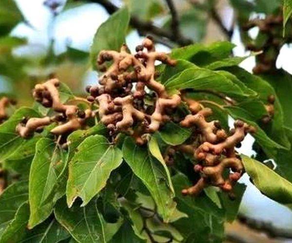 歪瓜裂枣图片 c6bb8d56cad041c09b6bad44357137b4.jpeg