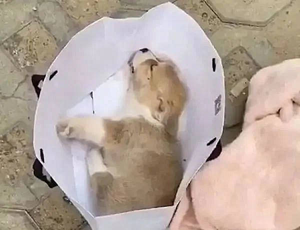 手提袋被丢在街头,上面还盖了张毯子,女子掀